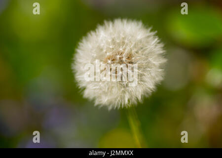 Dandelions gone to seed at spring Stock Photo