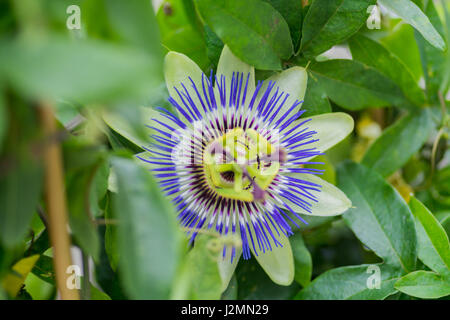 Passiflora caerulea blue petals center focus Stock Photo