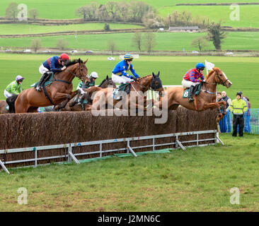 One bay and two chestnut horses jumping a fence together during a point-to-point event Stock Photo