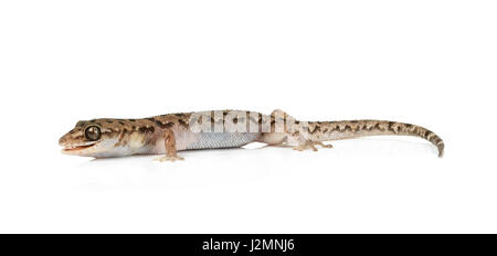 brown spotted gecko reptile isolated on white background. Stock Photo