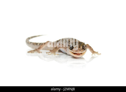 brown spotted gecko reptile isolated on white background. Stock Photo