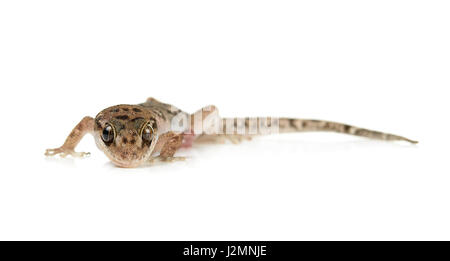 brown spotted gecko reptile isolated on white background. Stock Photo