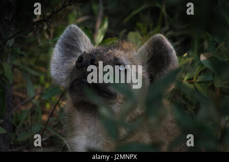 Spotted Hyena in Welgevonden Game Reserve, Waterberg, Limpopo province, South Africa Stock Photo