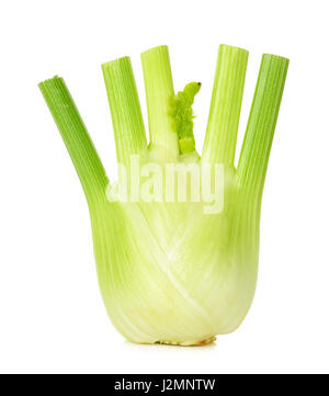 Fresh fennel isolated on the white background. Stock Photo