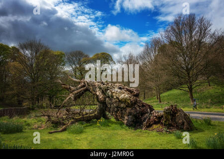 The famous Laund Oak at Bolton Abbey fell in 2016 but this spring sees new buds on the 800 year old oak tree.  Yorkshire Dales, England, UK Stock Photo