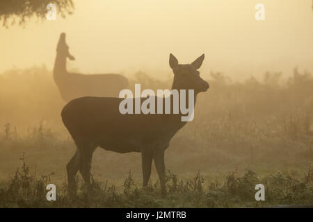 Red Deer (Cervus elaphus)  hinds browsing on willow on a misty morning Stock Photo