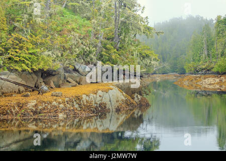 Rock and seaweeds on the shoreline are reflected in the water on an overcast, misty morning in British Columbia's Great Bear Rainforest. Stock Photo