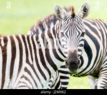 Wild Burchell's Zebra on the Serengeti in Tanzania Stock Photo