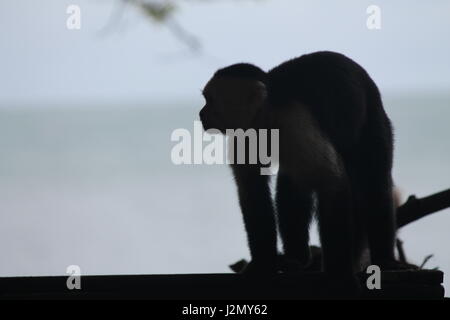 Silhouette of Capuchin Monkey by Coast Stock Photo