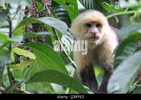 Capuchin monkey in jungle Stock Photo
