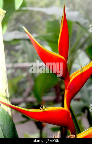 Costa rican red and yellow heliconia hi-res stock photography and images -  Alamy