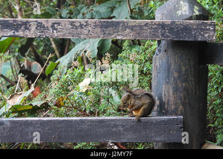 Squirrel on ledge in rainforest Stock Photo