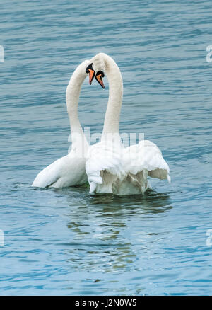 Swan Mating Rituals Swan couple perform their ritual mating dance at sunset on the upper ...
