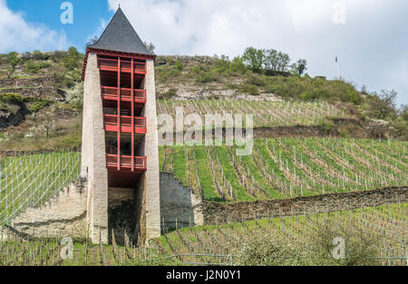 Vineyards next along the rhe ruins of the old city Bacharach am Rhein in the Mainz-Bingen district in Rhineland-Palatinate, Germany. Stock Photo