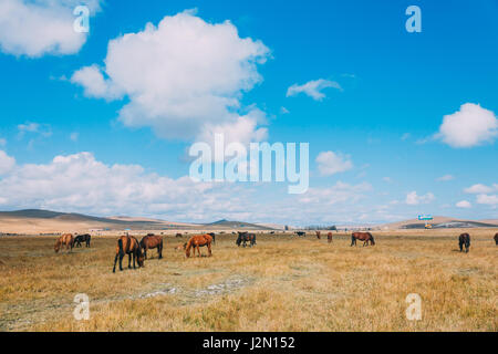 A herd of hores feeding in the grassland against hills and mountains, inner mongolia,China Stock Photo