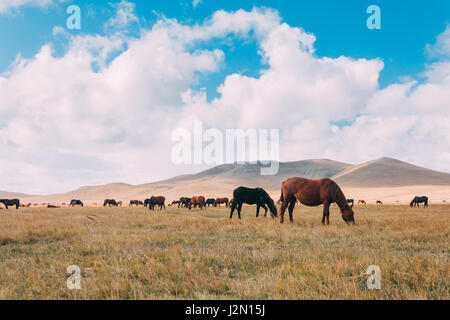 A herd of hores feeding in the grassland against hills and mountains, inner mongolia,China Stock Photo