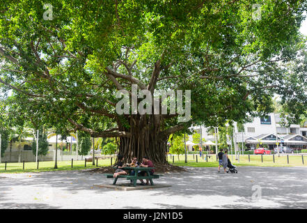 Huge old Banyan Tree, Port Douglas, Far North Queensland, FNQ, QLD, Australia Stock Photo