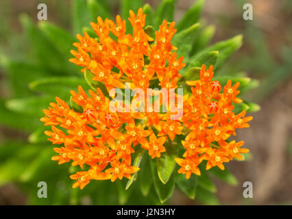 Beautiful bright orange Butterfly weed, a milkweed and main foodplant for Monarch butterfly caterpillars Stock Photo