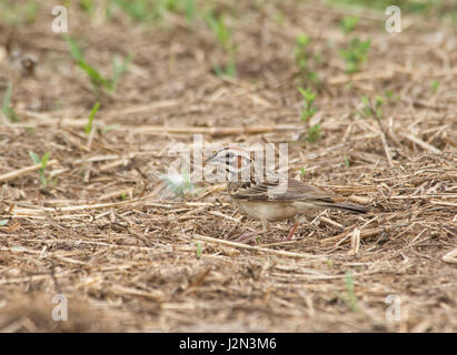 Beautiful Lark Sparrow with bold markings on his head foraging on the ground Stock Photo