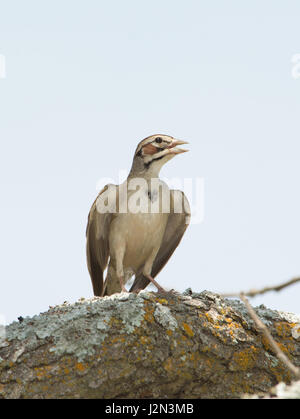Lark Sparrow sitting on a tree limb on a hot summer day with his wings slightly spread out Stock Photo