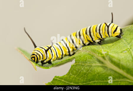 8 days old Monarch caterpillar eating Milkweed Stock Photo