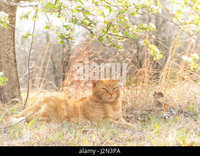 Ginger tabby cat resting under a blossoming apple tree on a sunny spring day, back lit by sun Stock Photo