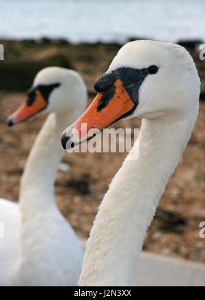a head and neck profile close up of 2 two pair couple swan swans together looking away from camera from right to left shingle beach background Stock Photo