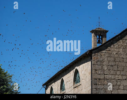 A large flock of many starlings flying soaring gliding around circling church chapel bell tower spire against clear blue sky France Stock Photo