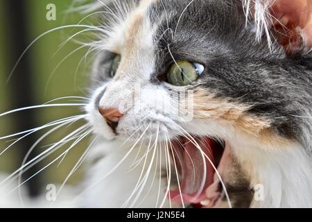 Calico cat yawning Stock Photo