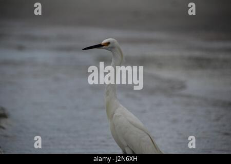 A Great Blue Heron During it's white morph, standing by the sea. Stock Photo