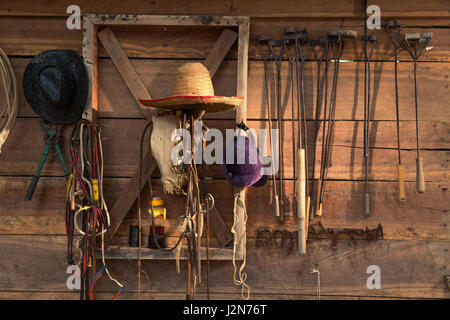 Animal farm branding tools and other various tools, including different type of hats, hanging on a barn's wooden wall Stock Photo