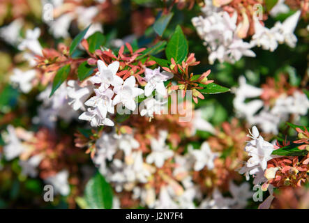 Abelia x grandiflora flower on the garden Stock Photo