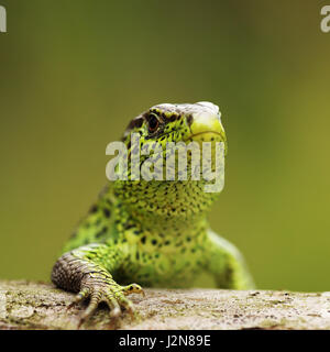 closeup of male sand lizard standing on wood ( Lacerta agilis ) Stock Photo
