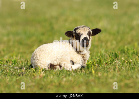 cute mottled lamb standing on green grass lawn Stock Photo