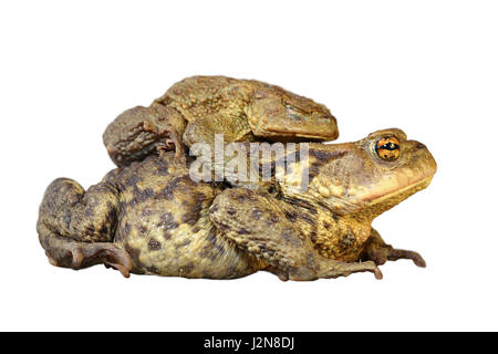 brown common toads mating, full length animals isolated over white background ( Bufo ) Stock Photo