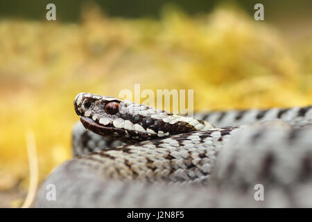 portrait of male Vipera berus, the mot common poisonous snake in Europe Stock Photo