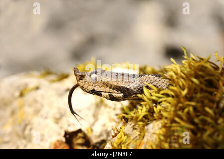 portrait of nose horned viper showing its tongue ( Vipera ammodytes ) Stock Photo