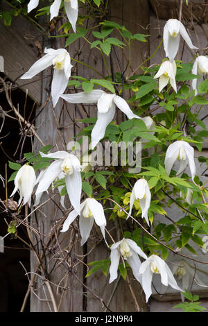 Clematis white columbine Stock Photo - Alamy