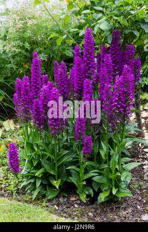 Rich purple flowers in the spikes of the Madeiran orchid, Dactylorhiza foliosa Stock Photo