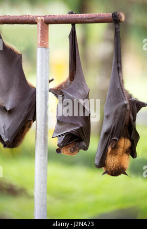 bat hanging from branch Stock Photo