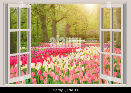 Window with beautiful spring tulips flowers garden in Netherlands. Stock Photo