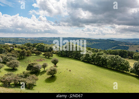 Deer grazing in a field as seen from Broadway Tower in Worcestershire Stock Photo