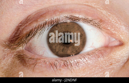Macro of a human brown eye of a caucasian male. Stock Photo