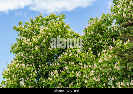 Top of a Horse Chestnut tree (Aesculus hippocastanum), AKA a Conker tree, .in Spring in the UK. Stock Photo