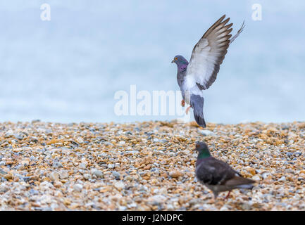 Feral Pigeon (Columba livia domestica) with its wings up about to take off from a shingle beach. AKA Town Pigeon, Domestic Pigeon, Common Pigeon. Stock Photo