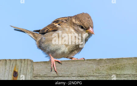 Adult female House Sparrow (Passer domesticus) perched on a fence in Spring in West Sussex, England, UK. Stock Photo