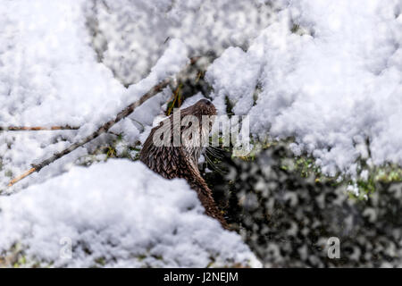 Beautiful Eurasian Otter (Lutra lutra) depicted peering from a gap in between a rocky crevice in a winter snow drift. Stock Photo