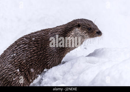 Beautiful Eurasian Otter (Lutra lutra) depicted with frozen whiskers in a winter snow drift. Stock Photo