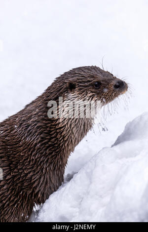 Beautiful Eurasian Otter (Lutra lutra) depicted with frozen whiskers in a winter snow drift. Stock Photo
