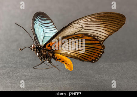 African Giant Blue Swallowtail (Papilio Zalmoxis) specimen spot lit and isolated against studio background. Stock Photo